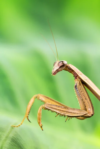 カマキリのクローズ アップ. — ストック写真