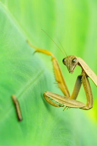 カマキリが幼虫をひたすら時計します。 — ストック写真