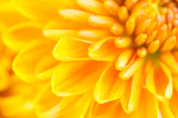 Gros plan de fleur de chrysanthème orange — Photo