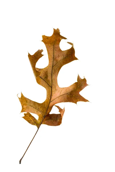 Pin oak leaf, isolated on white — Stock Photo, Image