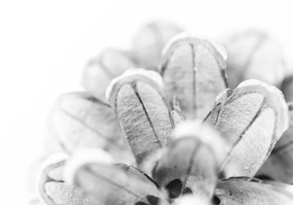 Macro de cône de pin en noir et blanc — Photo