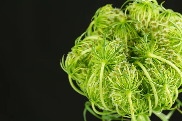 Queen Anne's Lace virág beállítás vetőmag — Stock Fotó