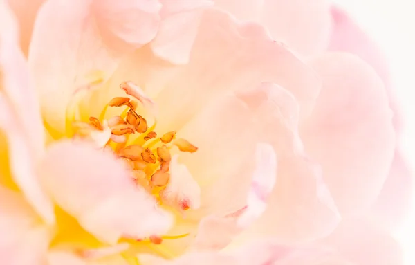 Detail růžové růže, s omezeným ohniskem — Stock fotografie