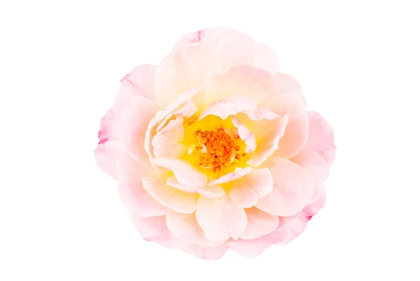 Pink rose isolated on white — Stock Photo, Image