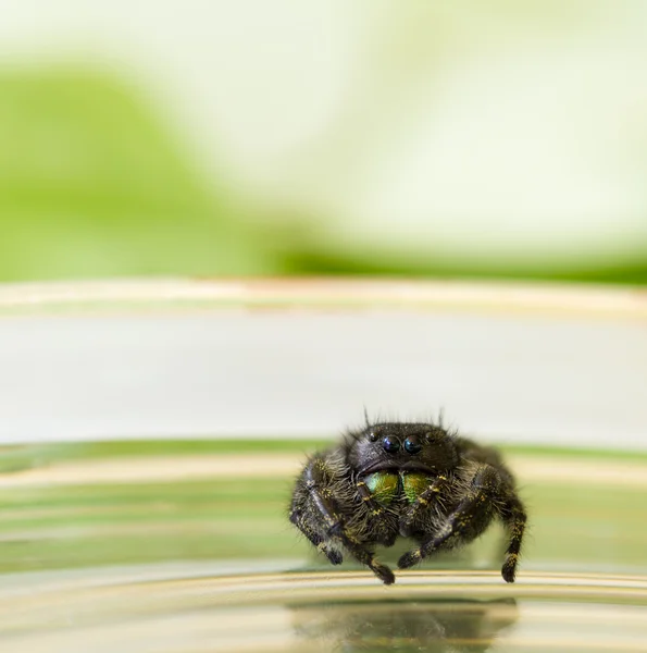 Crouching jumping spider close up — Stock Photo, Image