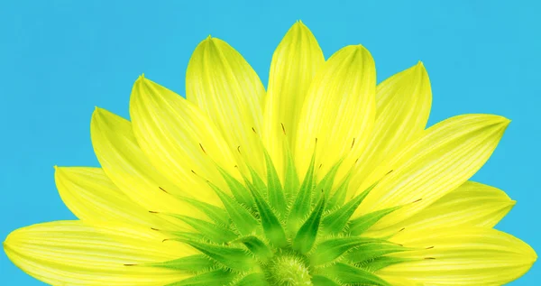 Unterseite der gelben Sonnenblume — Stockfoto