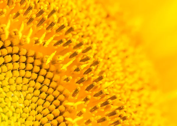 Gros plan du centre du tournesol jaune — Photo