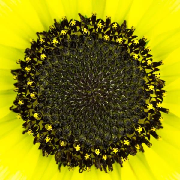 Dunkle Mitte Nahaufnahme von Sonnenblumen — Stockfoto