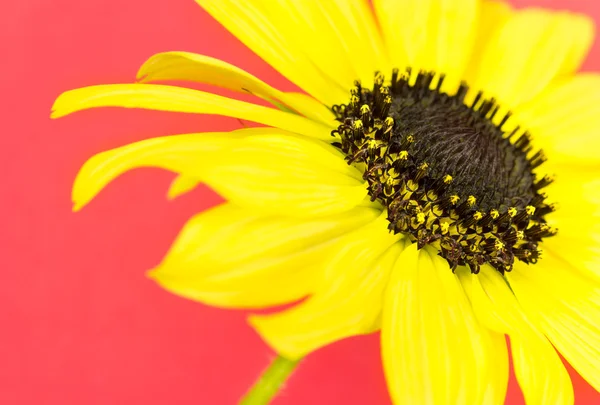 Makro der gelben Sonnenblume — Stockfoto