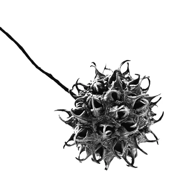 Cápsula de semillas de Sweetgum en blanco y negro —  Fotos de Stock