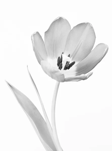 郁金香，黑色和白色 — 图库照片