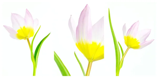Triptych Lila Wonder tulipány — Stock fotografie