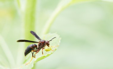 Wasp gıda ile yakın çekim
