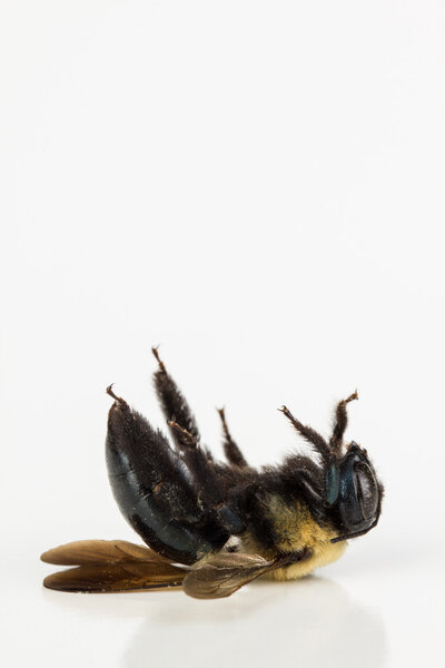 Dead carpenter bee close up with copy space