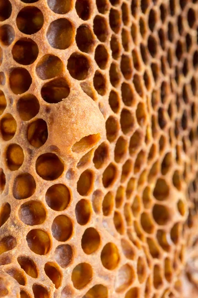 Bal arı Kraliçesi Kupası damızlık tarak üzerinde 