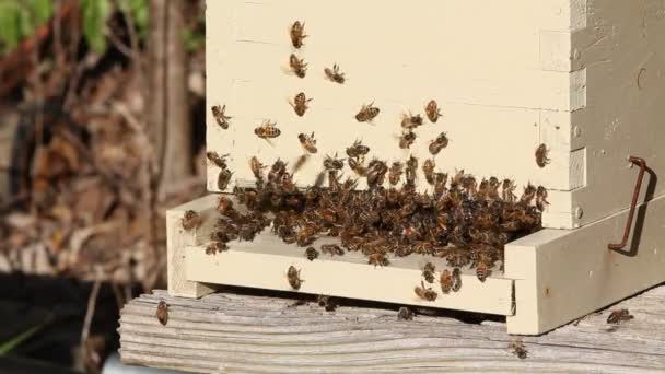 Abejas melíferas a la entrada de la colmena del núcleo — Vídeo de stock