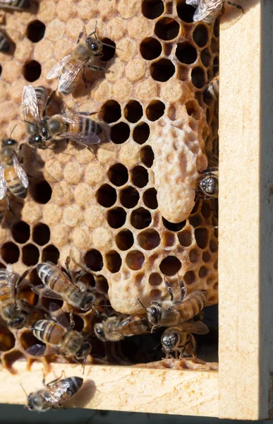 Kraliçe cep telefonundan bal arı damızlık tarak