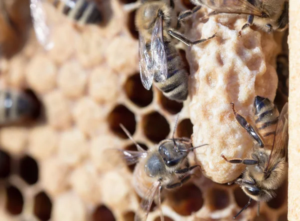 Supersedure veya küme Kraliçe hücre