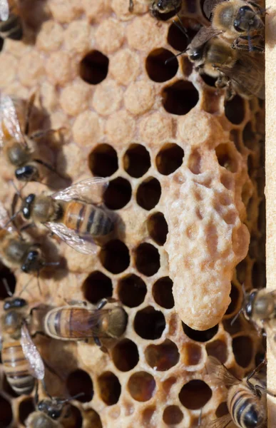 Honey bee queen cell close up — Stock Photo, Image