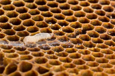 Balmumu güve larva ve ağları