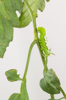 Tütün hornworm parazit eşekarısı coccons ile
