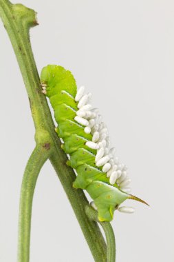 Braconid yaban arısı coccons larva üzerinde