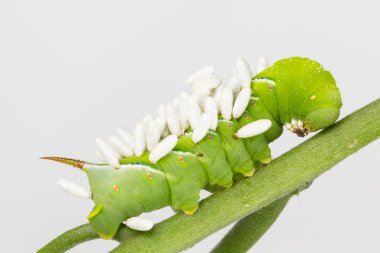 Larva wasp pupa coccoons ile