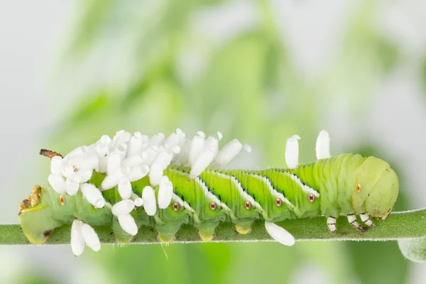 Biiological 控制的烟草天蛾幼虫 — 图库照片