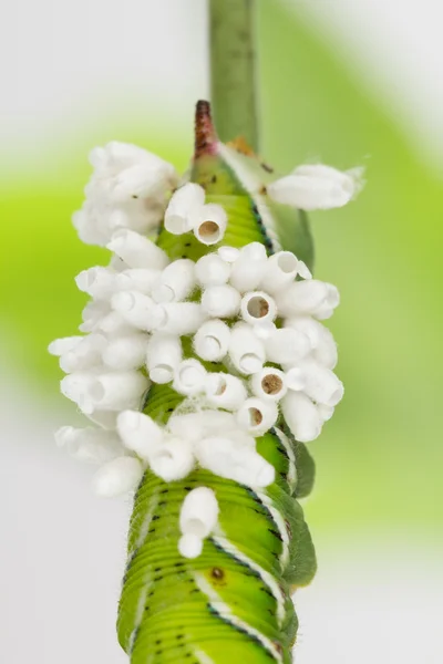 Emerged wasp cocoons on dying tobacco larva — Stock Photo, Image