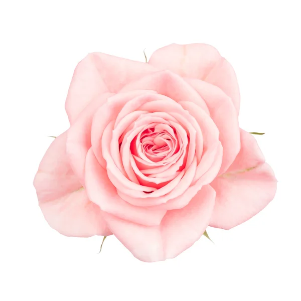 Close up of pink garden rose — Stock Photo, Image