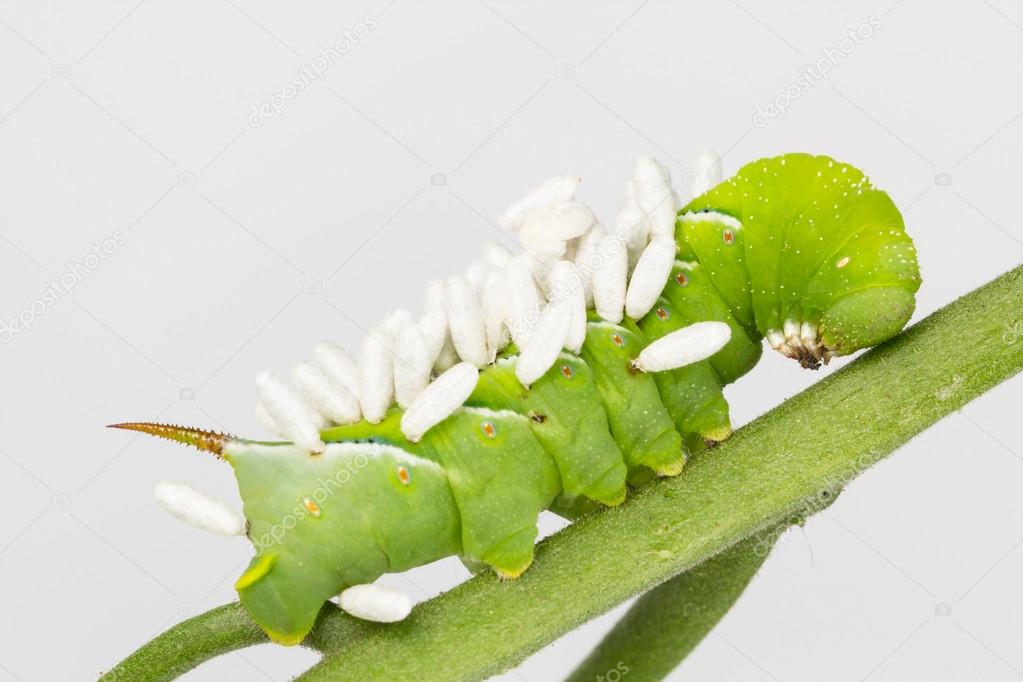 Larva with wasp pupae coccoons