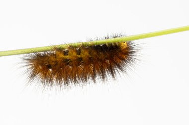 Yünlü turuncu-kahverengi caterpillar kök üzerinde