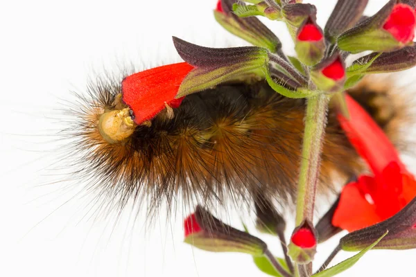 Nahaufnahme einer Raupe, die rote Blütenblätter frisst. — Stockfoto