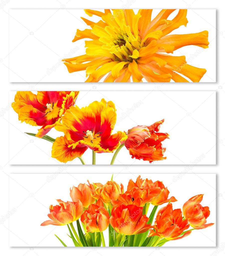 Horizontal banners with tulips and zinnia flowers