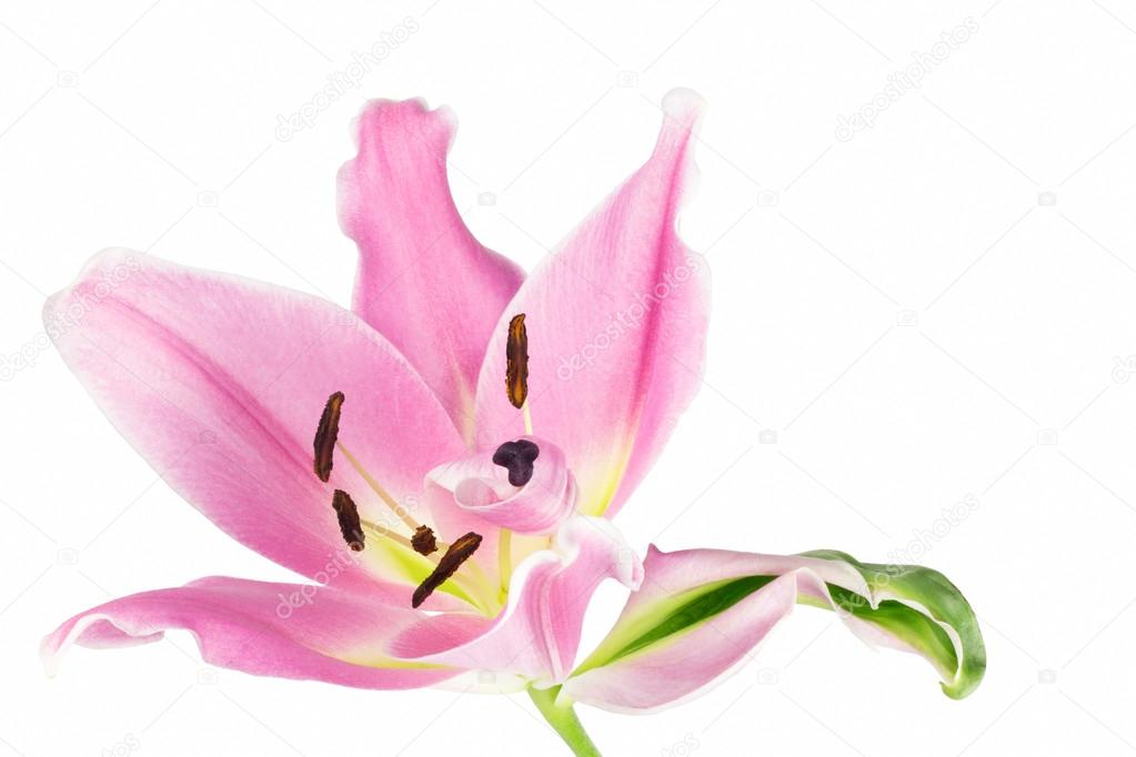 Imperfect pink lily flower