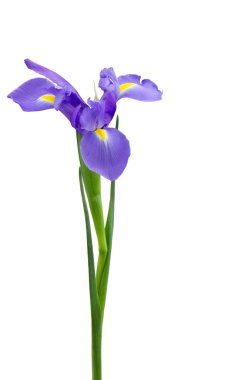 Beyaz mor Hollandalı Iris