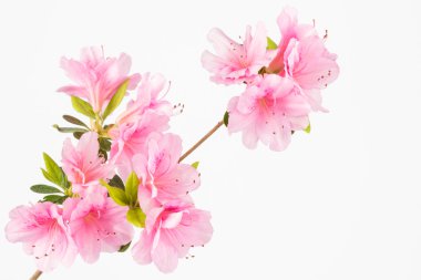 Pastel pembe çiçek küme