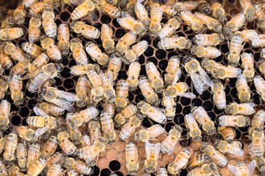 Honeybees on brood comb clipart
