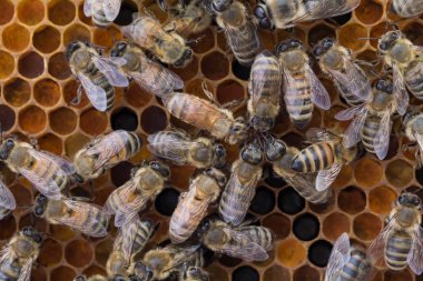 Worker honeybees on frame of pollen