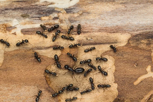 Black ant colony with queen — Stock Photo, Image