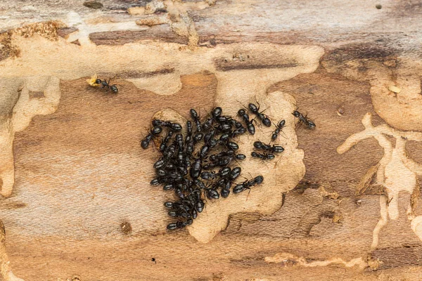 Kraliçe ile siyah karınca kolonisi.