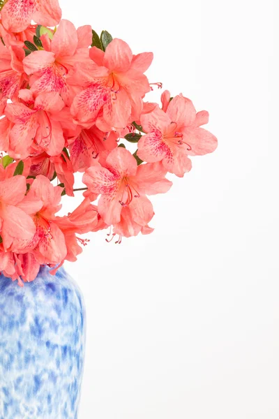 Lososové růžové květinové aranžmá — Stock fotografie