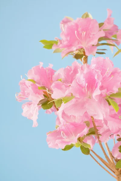 Arka plan mavi pembe açelya.