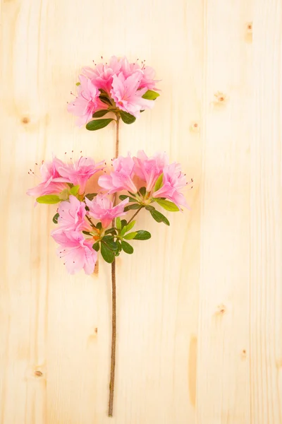 Pink azalea on wood table — Stock Photo, Image