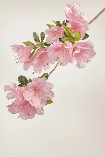 М'які пастельні рожеві квіти азалії — стокове фото
