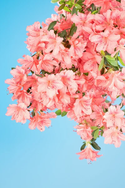 Ramo pesado com flores de azálea rosa coral — Fotografia de Stock