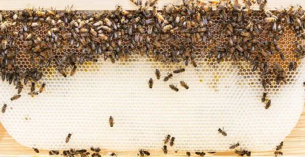 Fundação de cera natural com abelhas — Fotografia de Stock