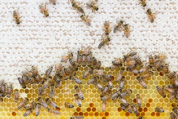 Honey bees on capped and open honeycomb — Stock Photo, Image