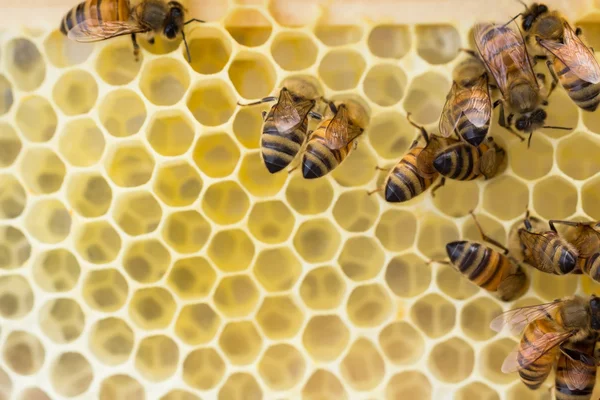Włoski pszczół miodnych wznoszenie nowego plastra miodu — Zdjęcie stockowe