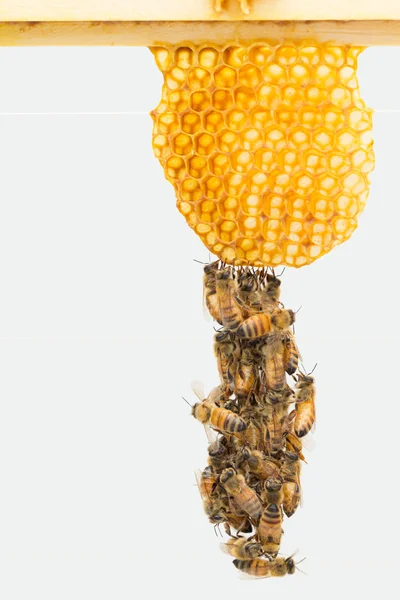 Festooning Italian honey bees — Stok fotoğraf
